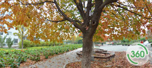 西北农林科技大学林苑广场的金色七叶树