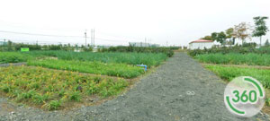 家庭菜园内景