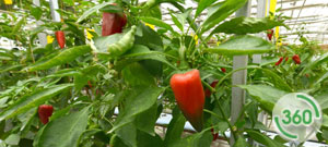 无土栽培馆立体种植辣椒成熟了