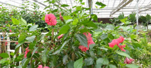 农业示范园扶桑花