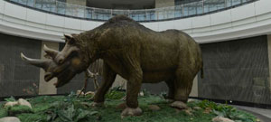 动物博物馆大厅犀牛