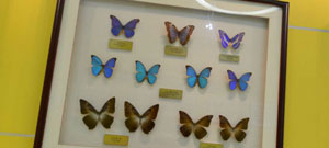 昆虫博物馆世界名蝶展